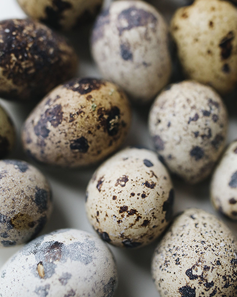Fresh speckled quail eggs from Borna National Farms